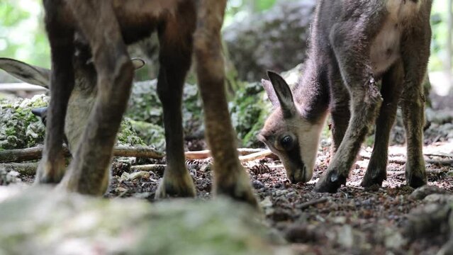Close up shot of wild baby Chamois goat antelopes grazing in forest mountain, slow Motion 