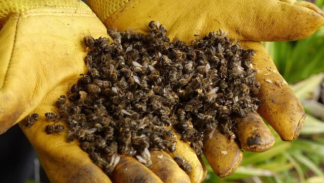 Beekeeper with dead bees in the hands