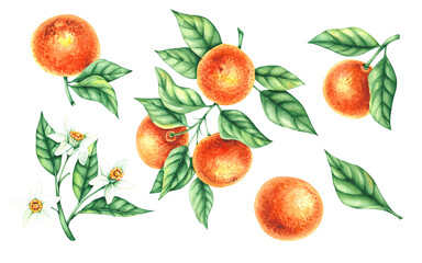 Tangerine branches with flowers and leaves isolated on white background