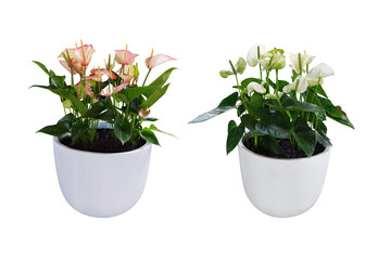 Ornamental plants Anthurium with red flowers in a white pot. (png) flowers in a vase. For decoration in home and garden. Collection of 2 trees. Isolated on white background.