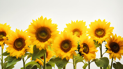 Sunflowers on White PNG