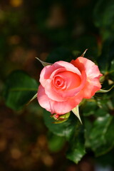 Beautiful rose in the garden, close-up. Nature background