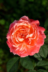 Beautiful rose in the garden, close-up. Nature background