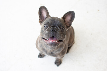 Portrait of a cute grey French bulldog isolated on a white background. Dog looking at the camera