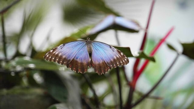 Slowmotion of Blue Morpho Butterfly flapps with wings and fly away from a green plant