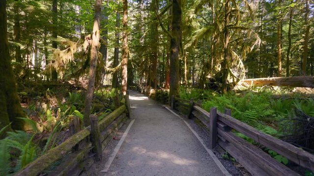 Lush green ancient rainforest, Vancouver Island British Columbia, Cathedral Grove - MacMillan Provincial Park, Canada. Giant trees, ferns, moss