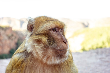 Macaque monkey in Morocco by Ouzoud waterfalls