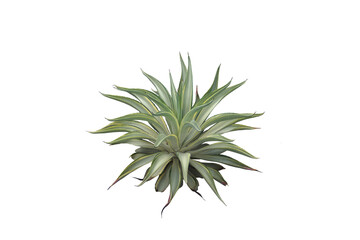 Isolated close-up image of a plant growing in dry land on a png file at transparent background.