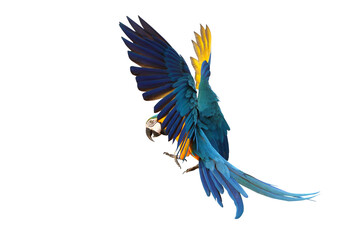 Colorful flying parrot isolated on transparent background png file