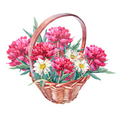 Watercolor brown wicker basket with flowers peony and chamomile isolated on white background. Hand-drawn clipart for your summer or autumn picnic or celebration wedding. Art for wallpaper or wrapping