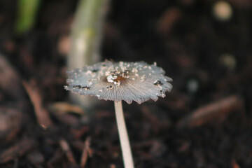 Mushrooms in focus