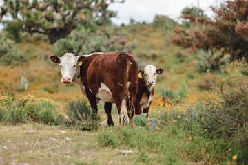 cows looking at the camera cattle ranching mexican landscape