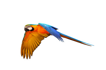 Colorful flying parrot isolated on transparent background png file