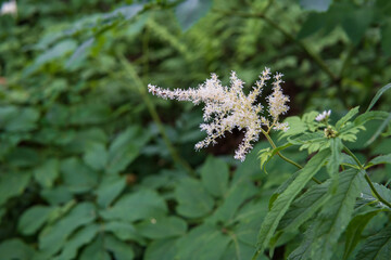 夏の八島ヶ原湿原に咲くハナチダケサシ(Astilbe)／長野県霧ケ峰高原 