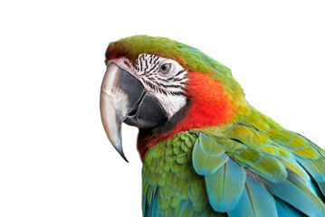Red and green macaw isolated on white background