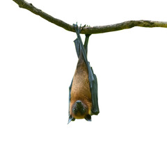 bat hanging upside down isolated on white background - 632811181