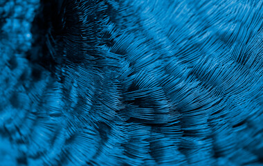 Blue peacock feather in closeup - 632811193