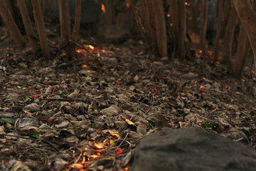 Sunset on fallen leaves in the forest.