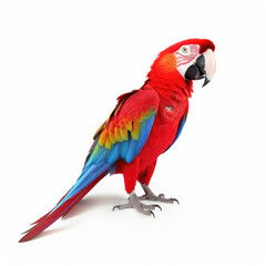 red macaw