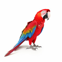 Obraz premium red macaw