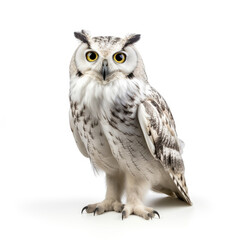 great horned owl isolated