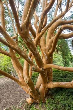 Tree trunk of a Chilean Myrtle, known as luma apiculata with distinctive peeling bark