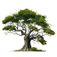 tree isolated on white background