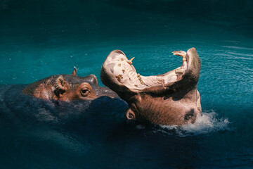 hippopotamus with open mouth facing up in clear water
