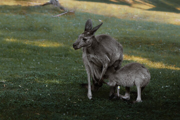 kangaroo mother with her baby entering the marsupium
