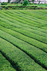 Osulloc Green Tea Farm Scenery in summer.