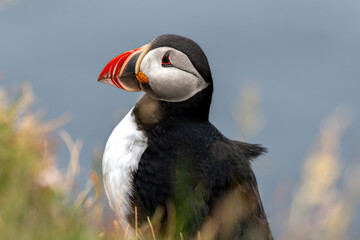 Close up of puffing nesting at Latrabjarg cliffs in Iceland in summer.