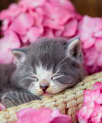 Cute little kitten sleeping in basket with beautiful pink flowers. Sweet dreams