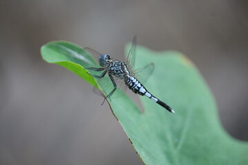 A dragonfly on a leaf