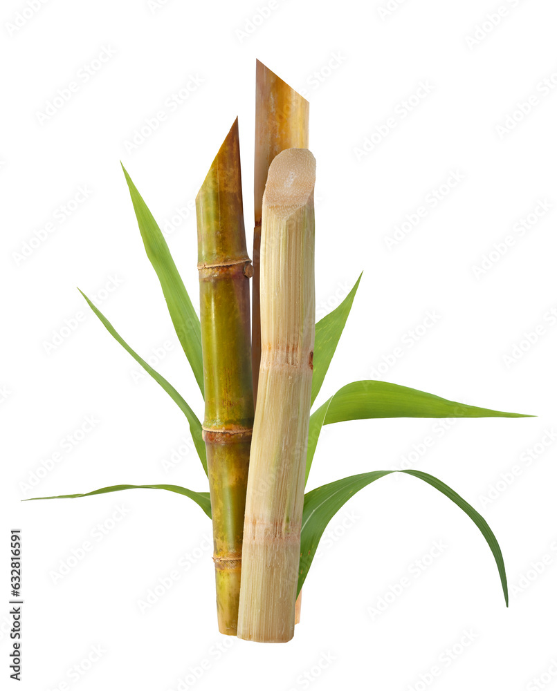 Wall mural Sugarcane with leaf isolatedon white background