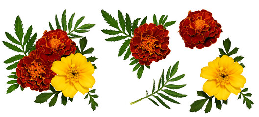 Floral composition of marigold flowers and leaves. Set of elements for creating collage or design, postcards, invitations. Marigold flowers with leaves isolated on transparent background.