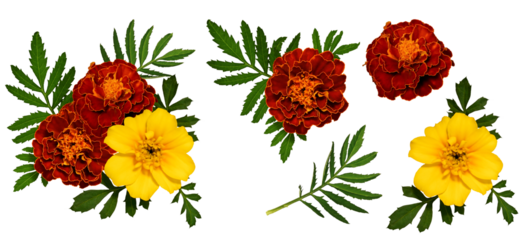 Floral composition of marigold flowers and leaves. Set of elements for creating collage or design, postcards, invitations. Marigold flowers with leaves isolated on transparent background.