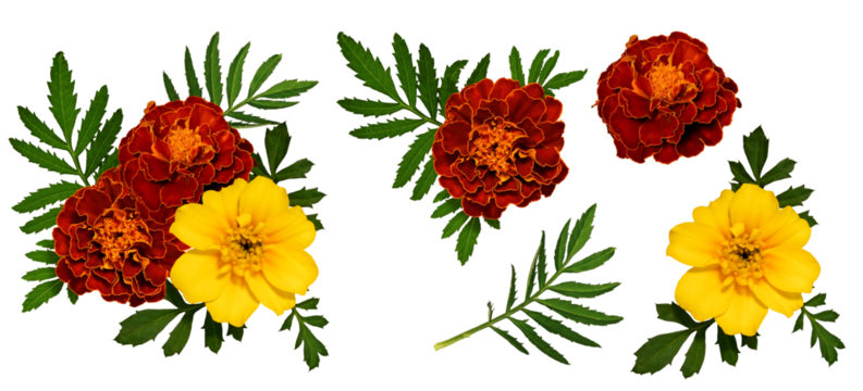 Floral composition of marigold flowers and leaves. Set of elements for creating collage or design, postcards, invitations. Marigold flowers with leaves isolated on transparent background.