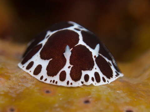 Dotted sea slug from the Aegean Sea
