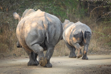 A white rhino with older calf ambles down the road in an African game reserve