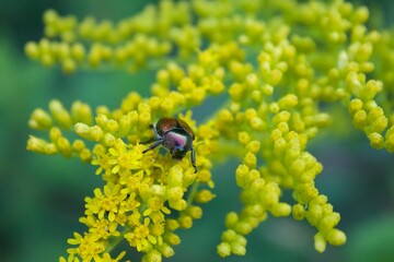 Japanese Beetle on flower