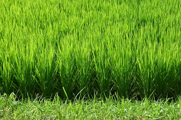 Rice growing in paddy field. Agricultural background material.