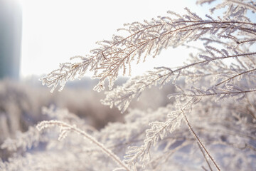 dawn on a snow-covered field amid grass. Snow and frost on the plants. Ice grass. Ice tale. Beautiful winter background with branches covered with hoarfrost. The plants are covered with frost.