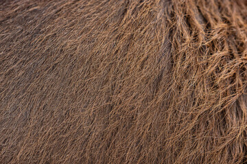 brown fur texture