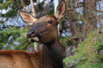 Face Of The Elk, Jasper National Park, Alberta