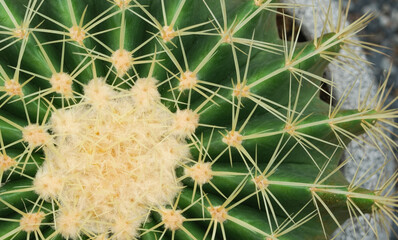 Close up of cactus with yellow thorns and green leaves. Houseplant gardening.