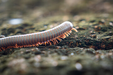 Centipede Crawling on Rock close-up macro photo