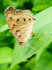 butterfly on leaf