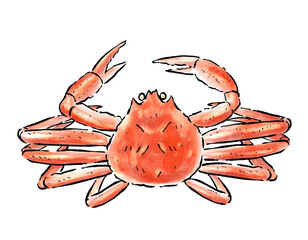 冬の味覚ズワイガニ　水彩風