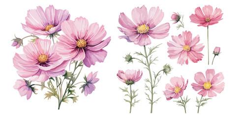 watercolor cosmos flower clipart for graphic resources © Dgillustration12u