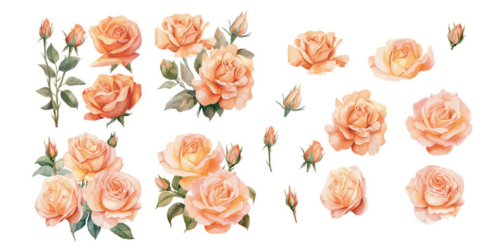 watercolor peach rose clipart for graphic resources